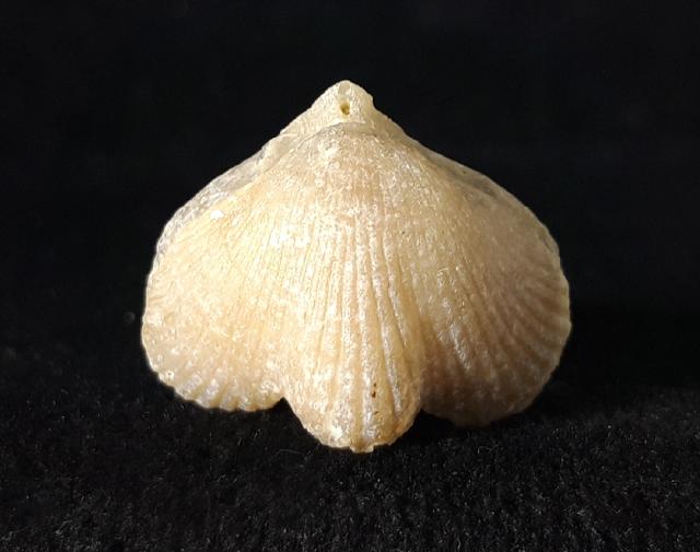 Cyclothyris vespertilio (BROCCHI 1813) - Bild © FossNet FossilienStore